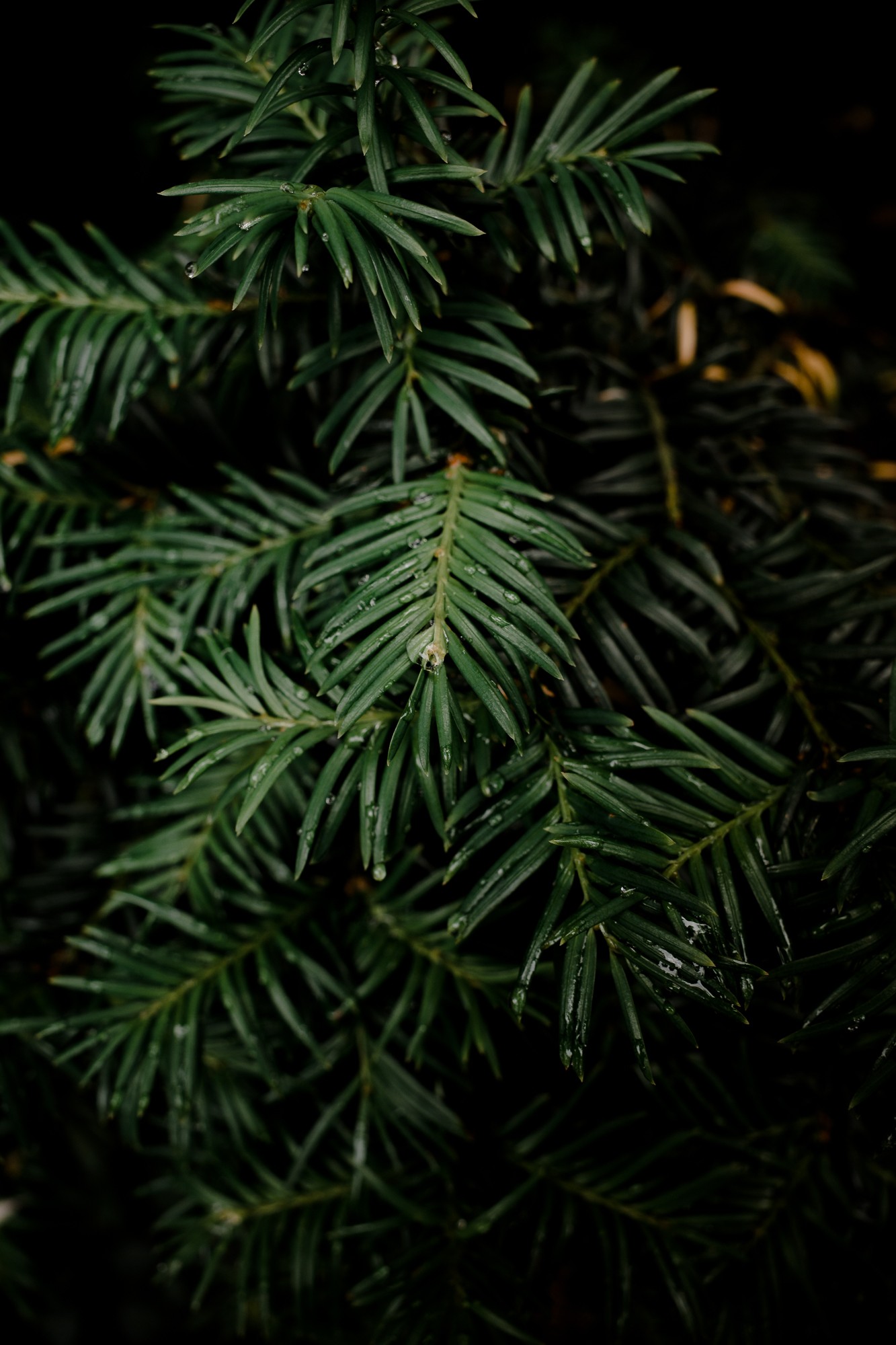 Leiden - Chris A James