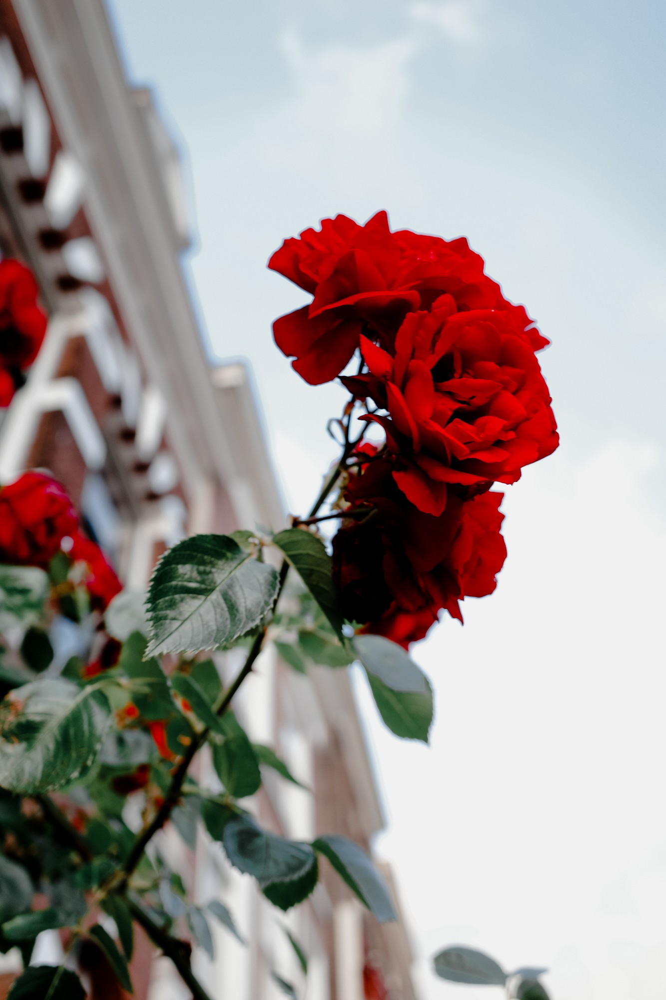 Leiden - Chris A James