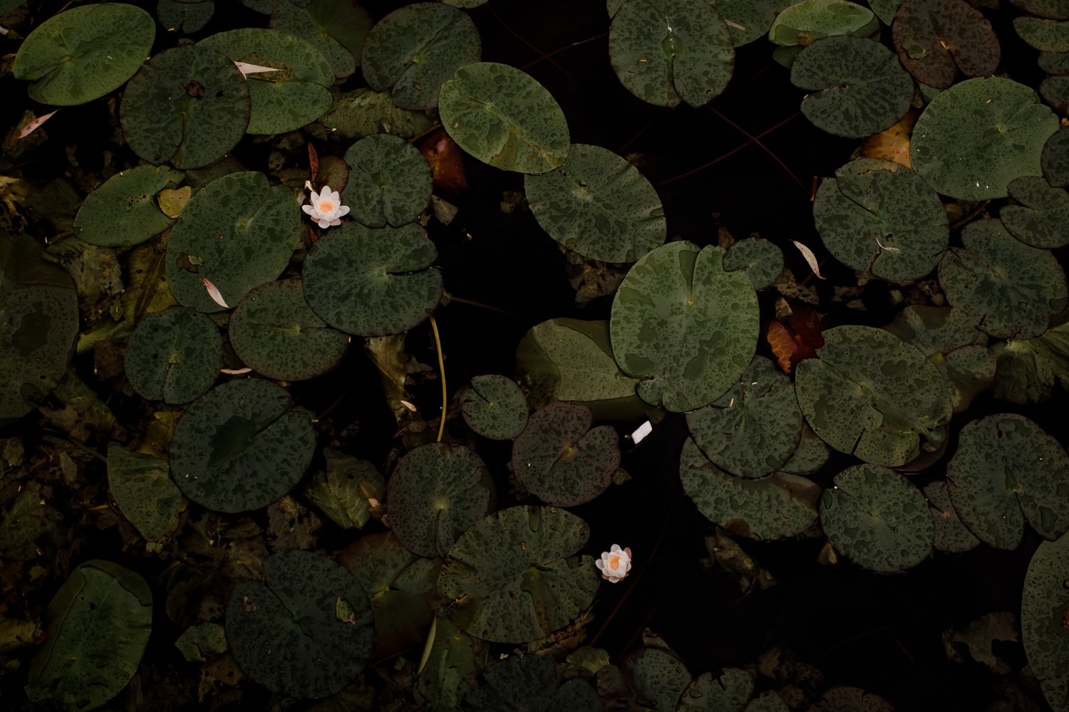 Leiden - Chris A James