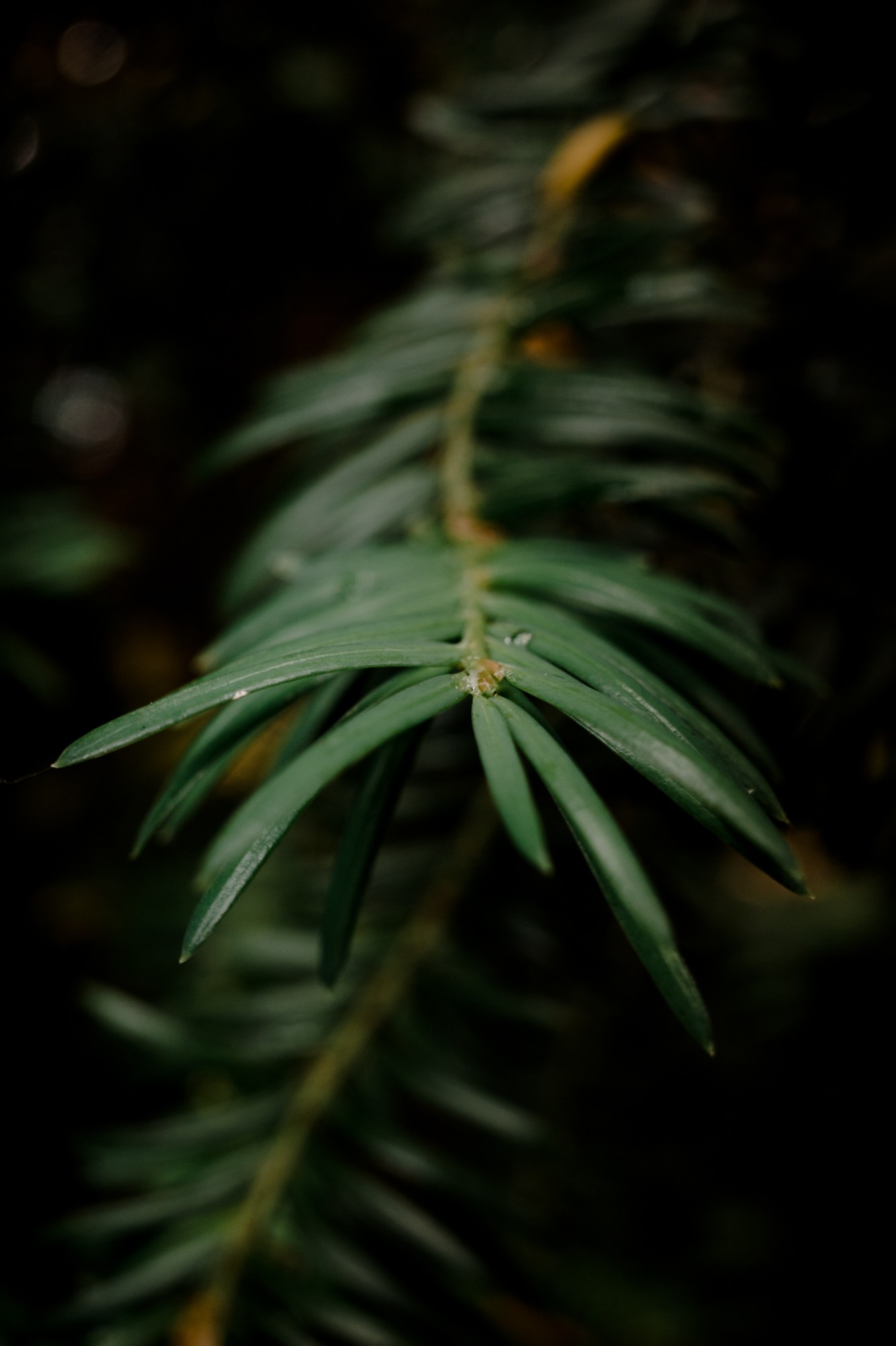 Leiden - Chris A James