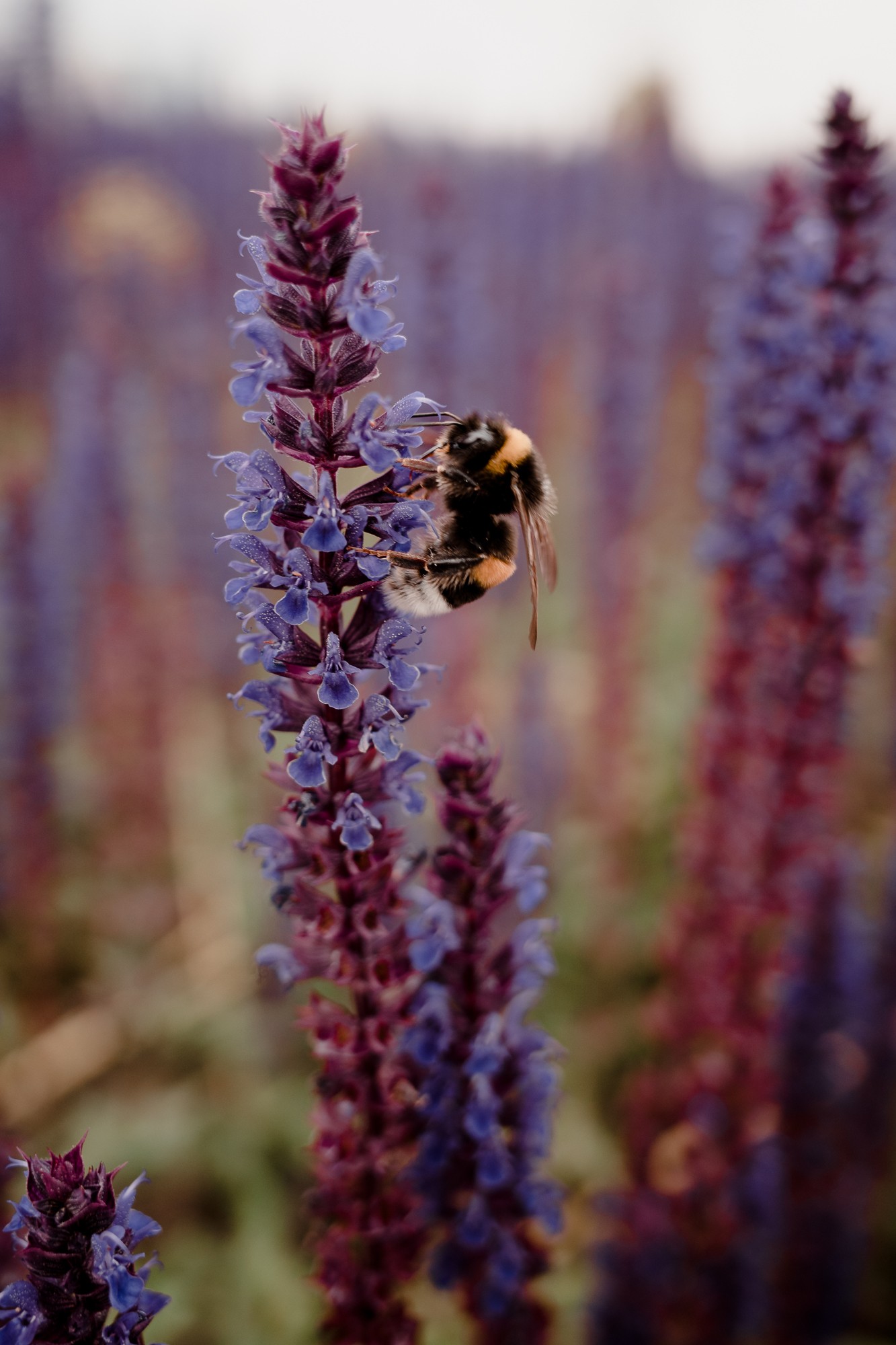 Rotterdam - Chris A James