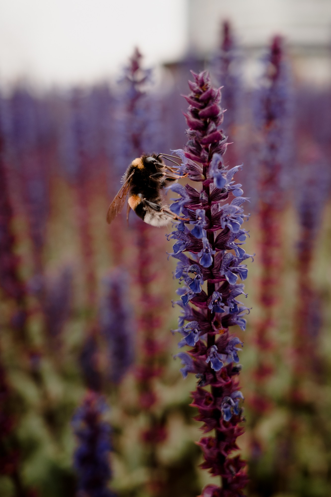 Rotterdam - Chris A James