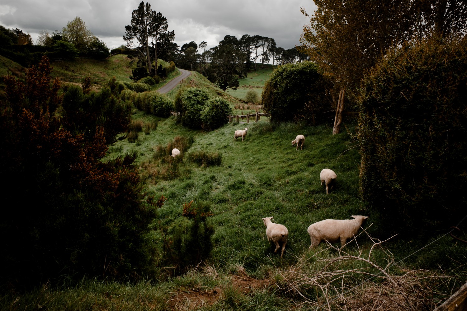 New Zealand - North Island - Chris A James