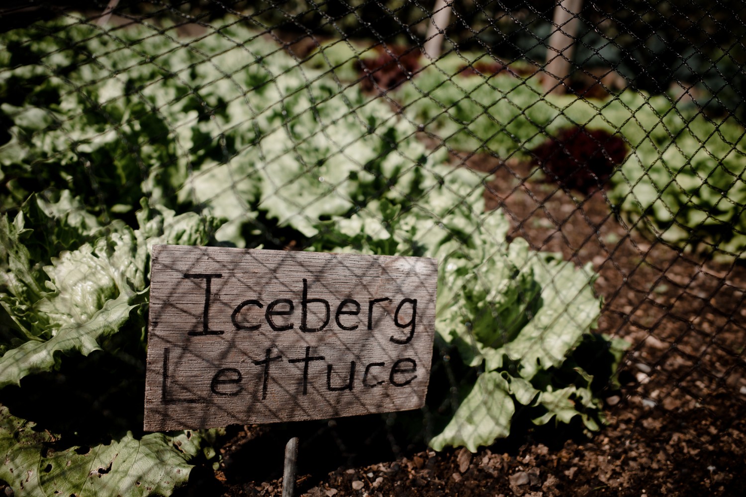 New Zealand - North Island - Chris A James