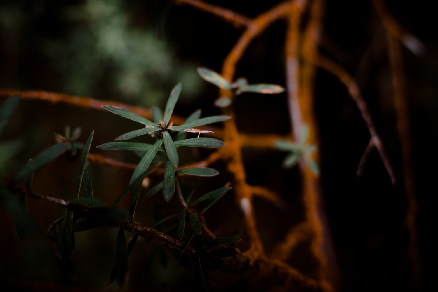 New Zealand - North Island - Chris A James