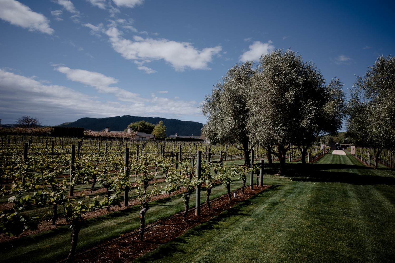 New Zealand - North Island - Chris A James