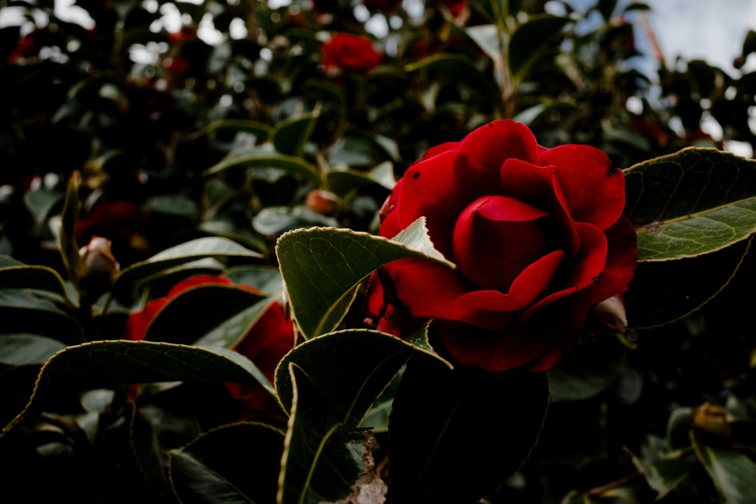 New Zealand - North Island - Chris A James