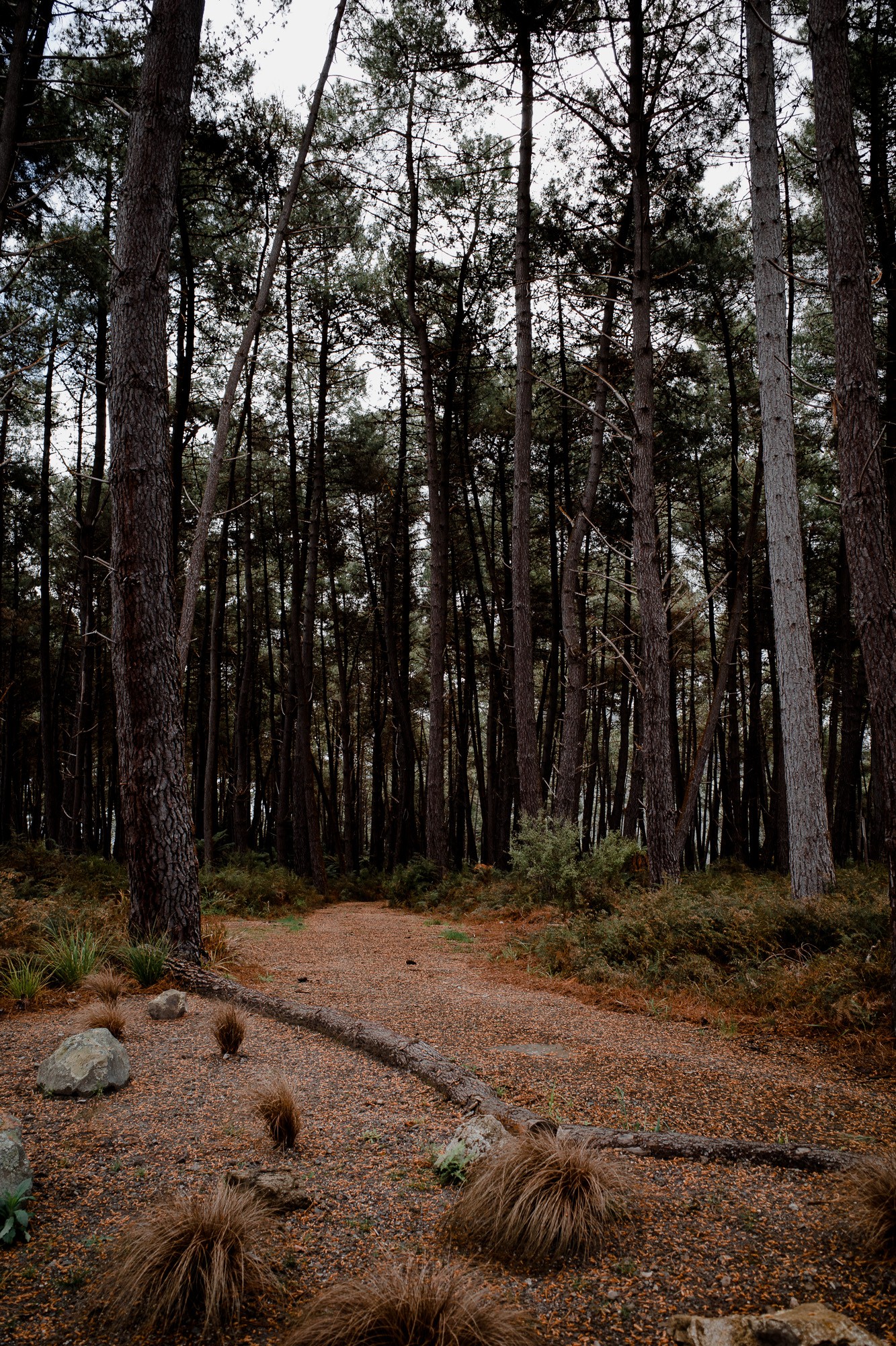 New Zealand - North Island - Chris A James