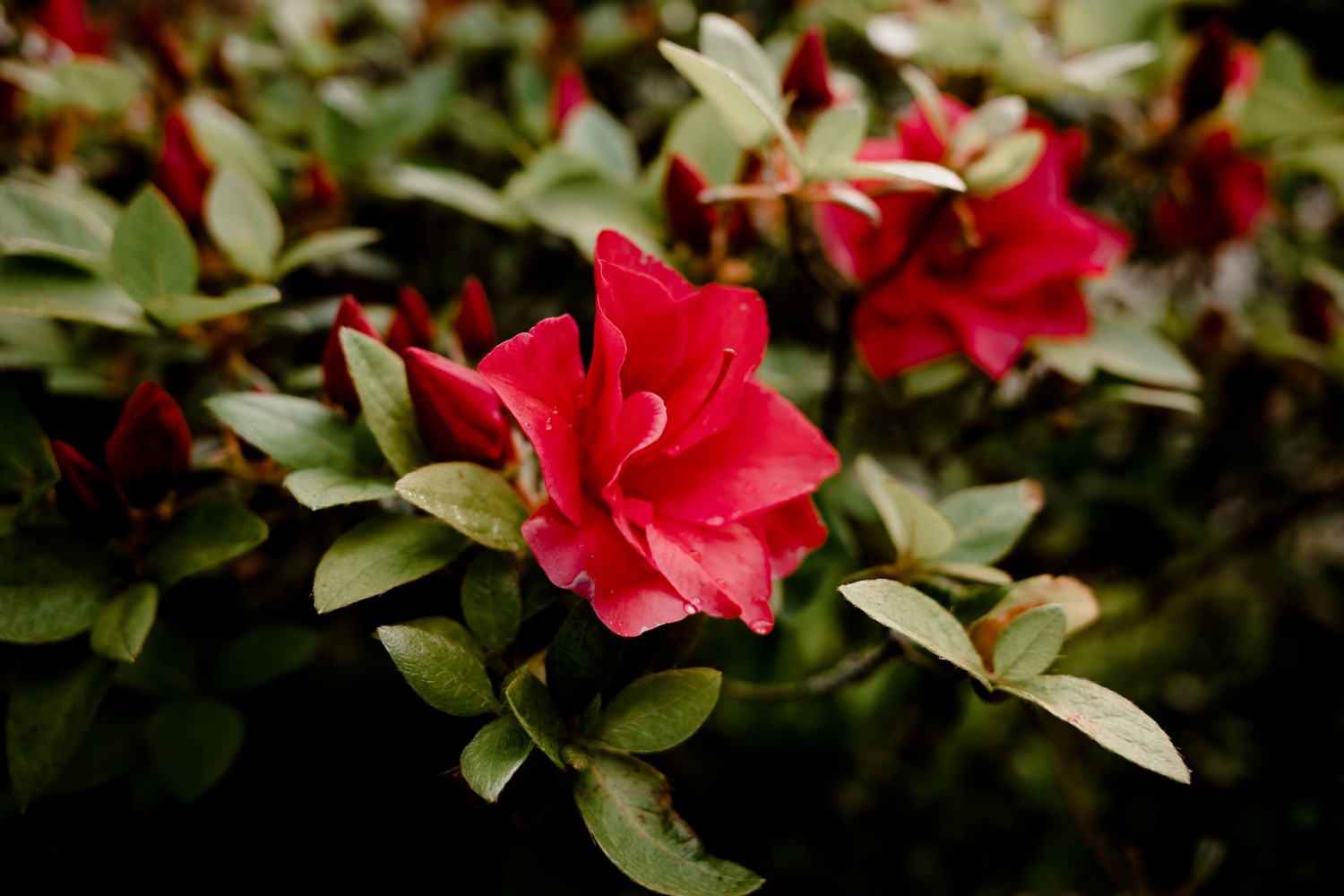 New Zealand - North Island - Chris A James