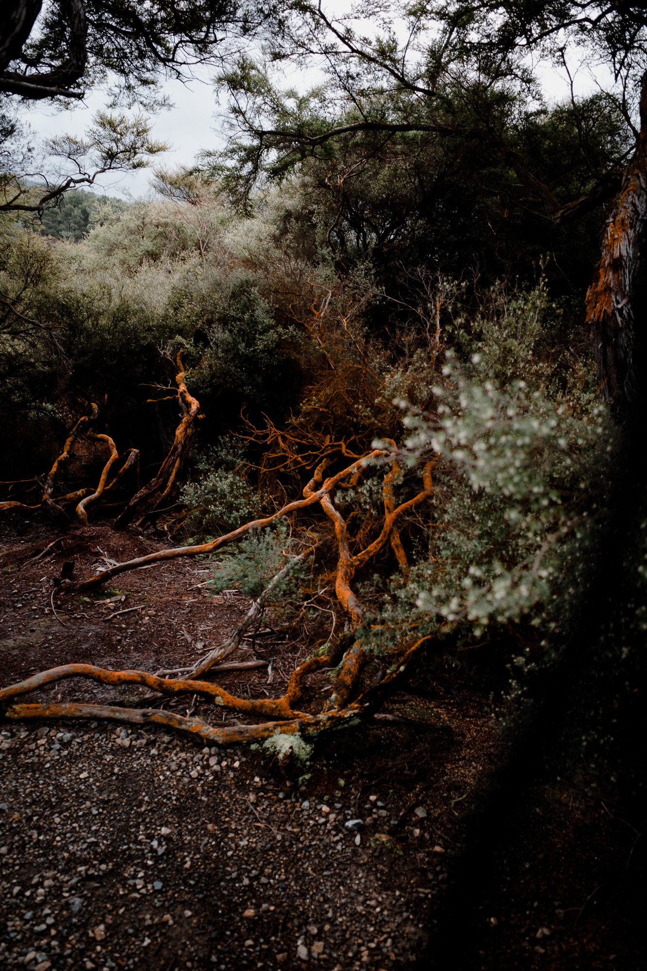 New Zealand - North Island - Chris A James