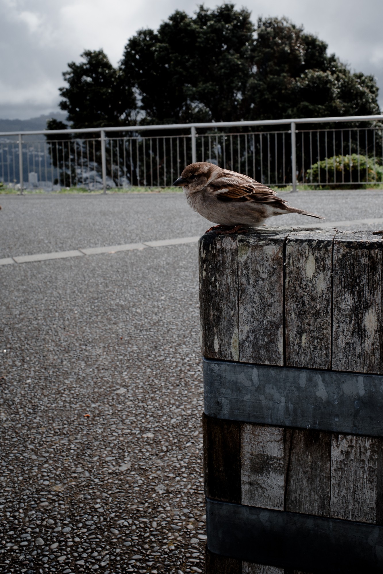New Zealand - North Island - Chris A James