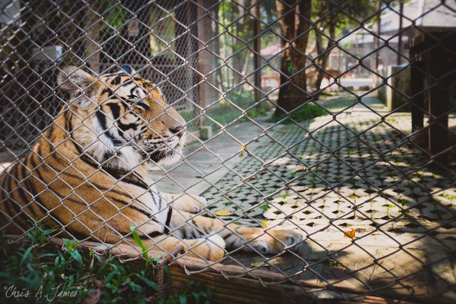 Chaing Mai - Chris A James