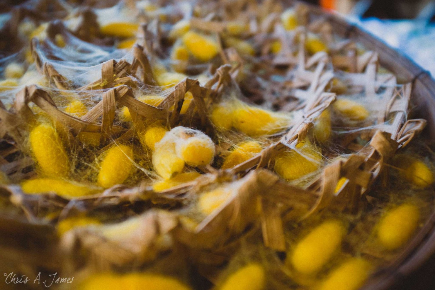 Chaing Mai - Chris A James