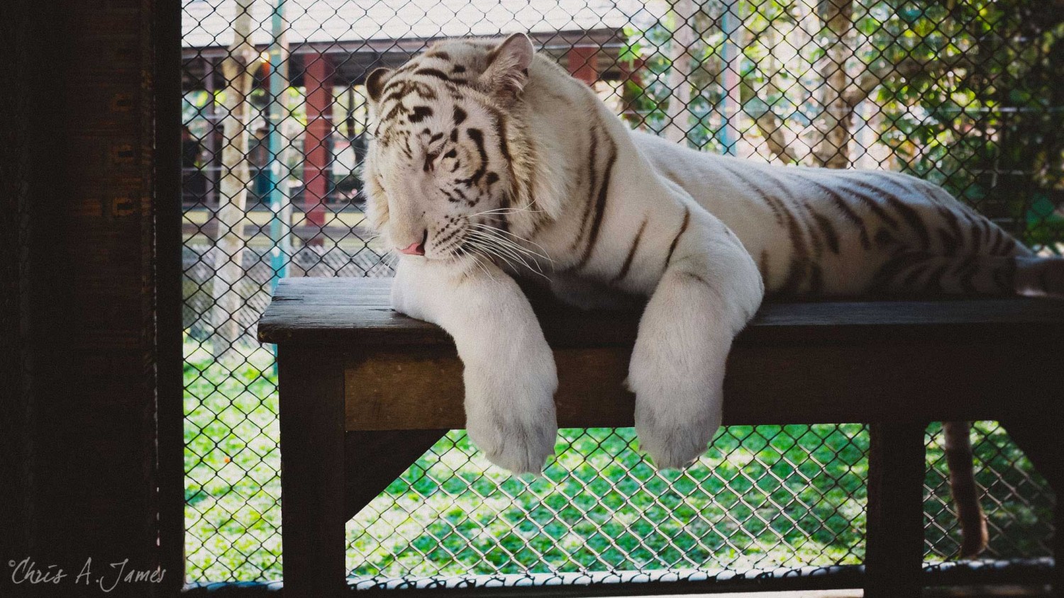 Chaing Mai - Chris A James