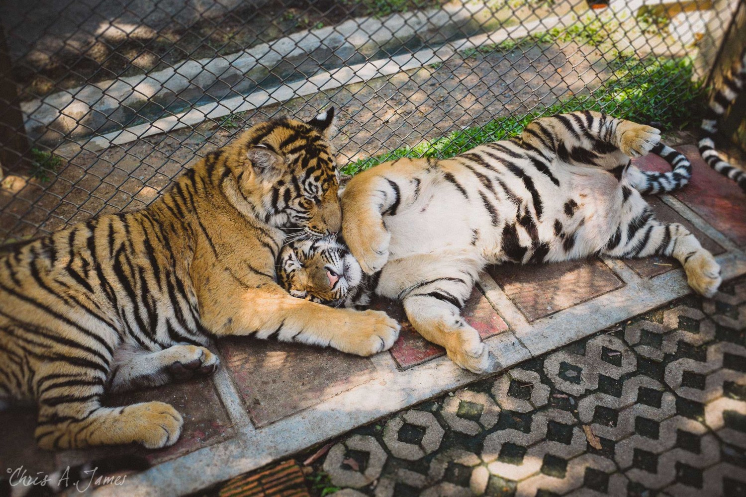 Chaing Mai - Chris A James