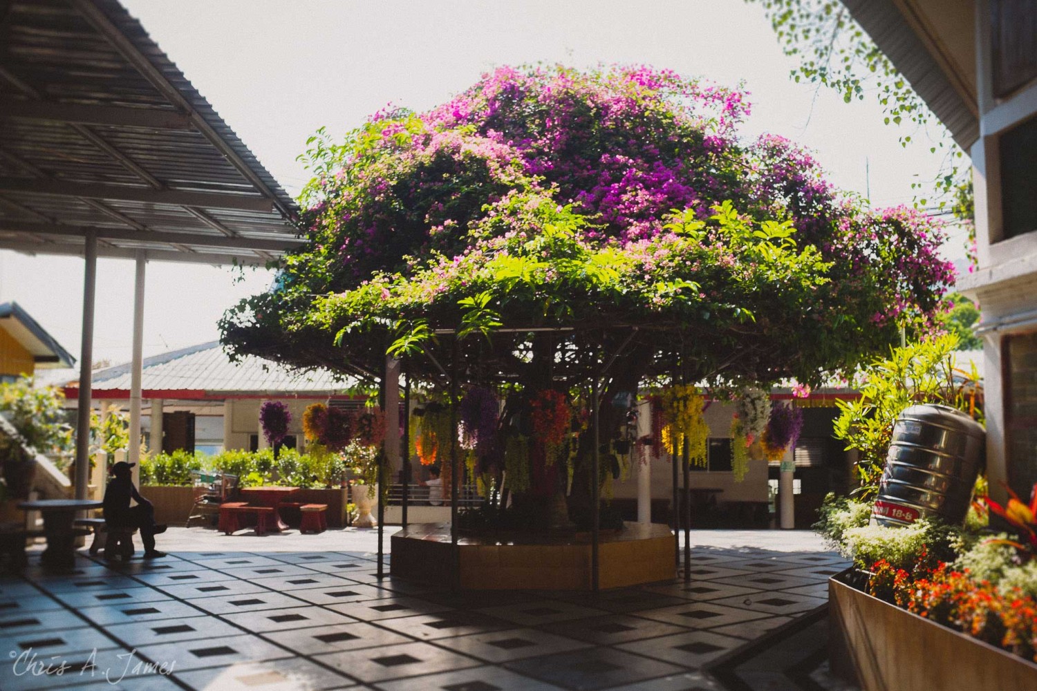 Chaing Mai - Chris A James