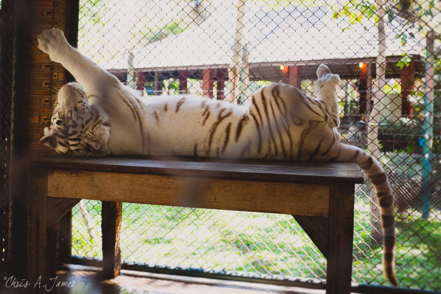 Chaing Mai - Chris A James