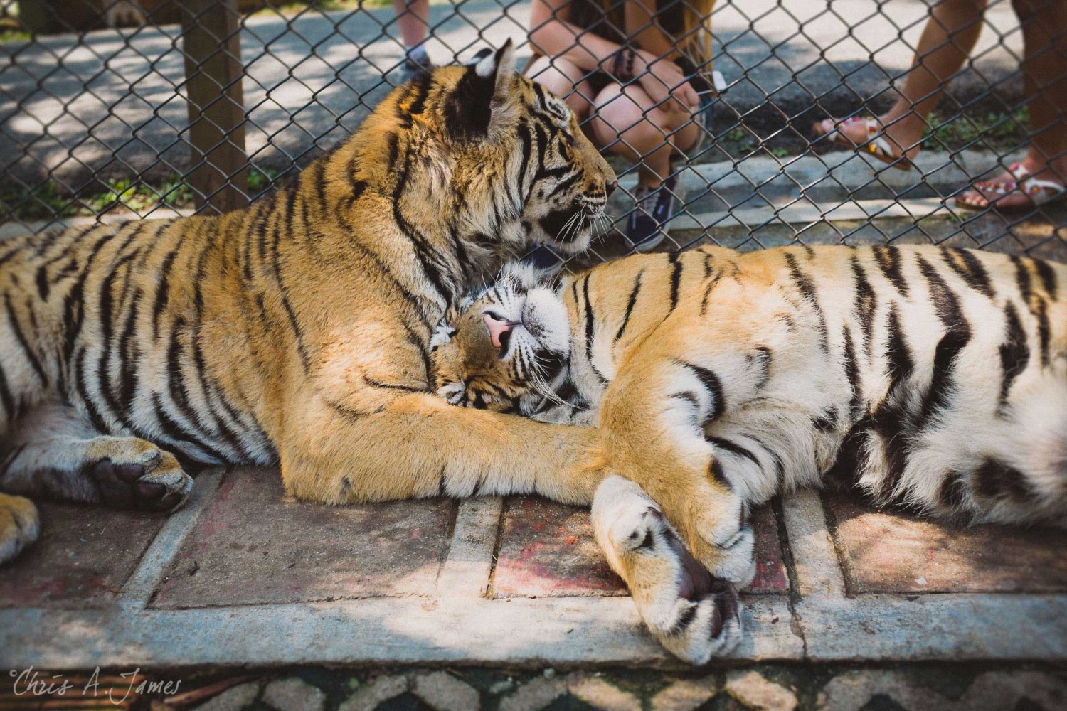 Chaing Mai - Chris A James