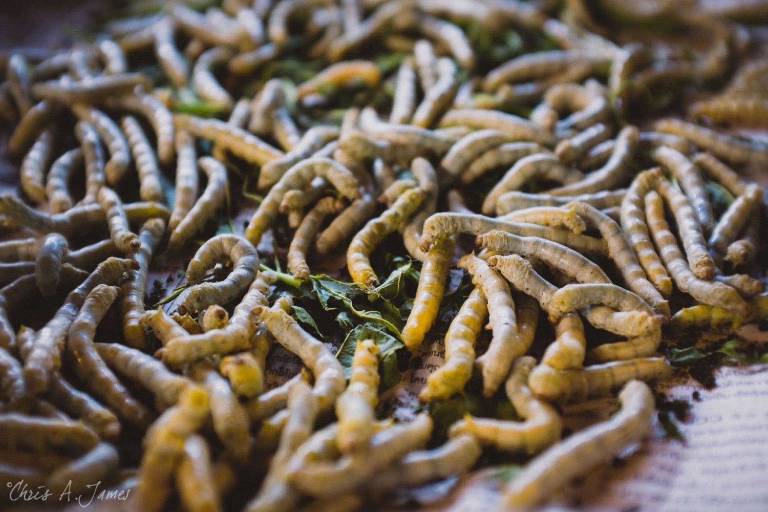 Chaing Mai - Chris A James