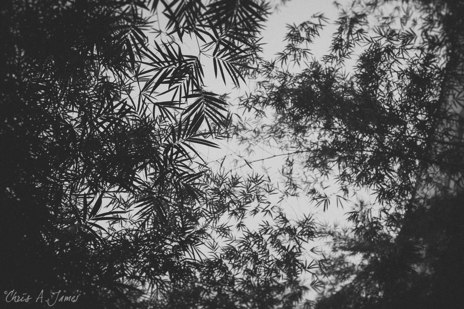 Chaing Mai - Chris A James