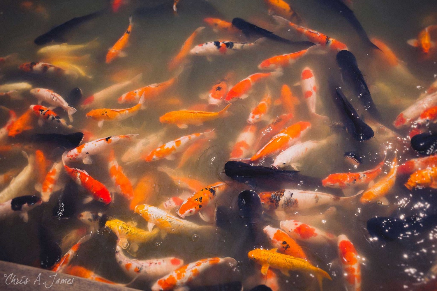 Chaing Mai - Chris A James