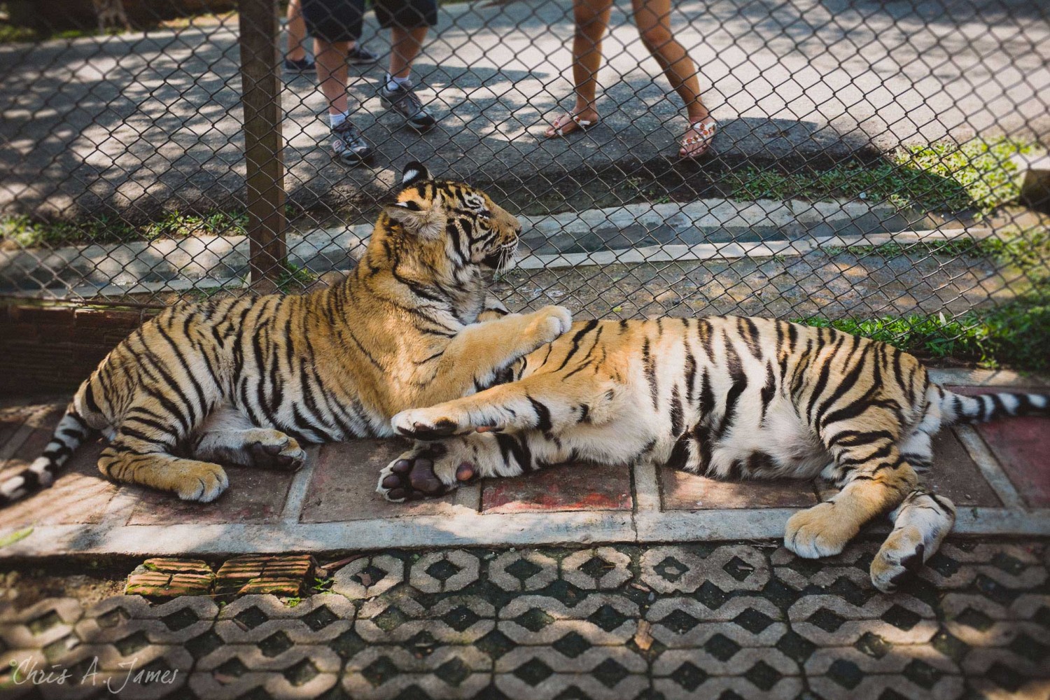 Chaing Mai - Chris A James