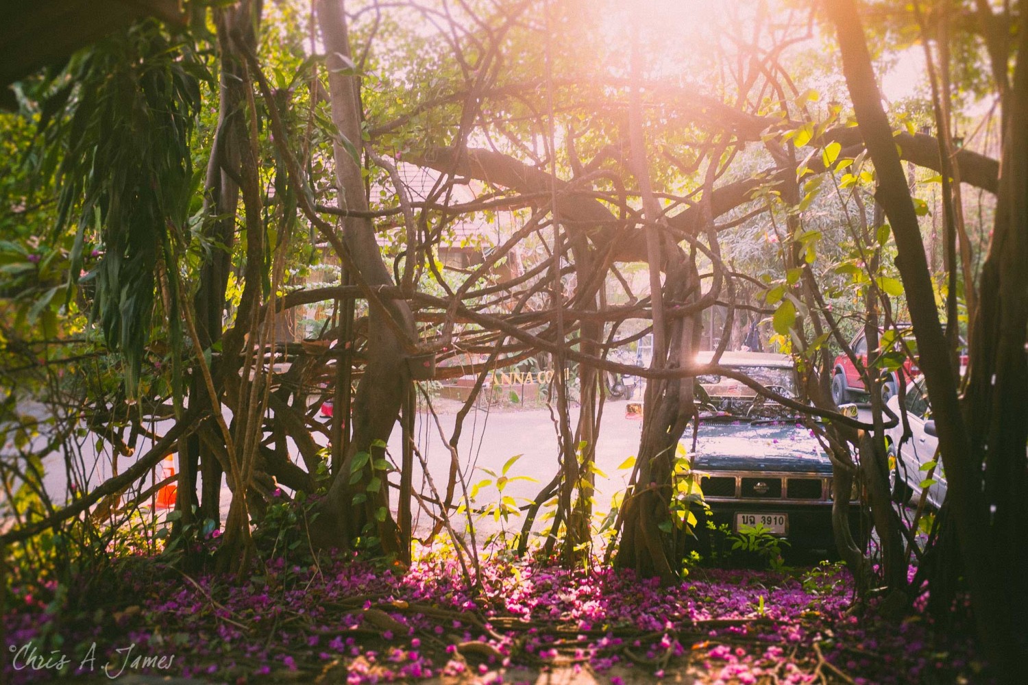 Chaing Mai - Chris A James