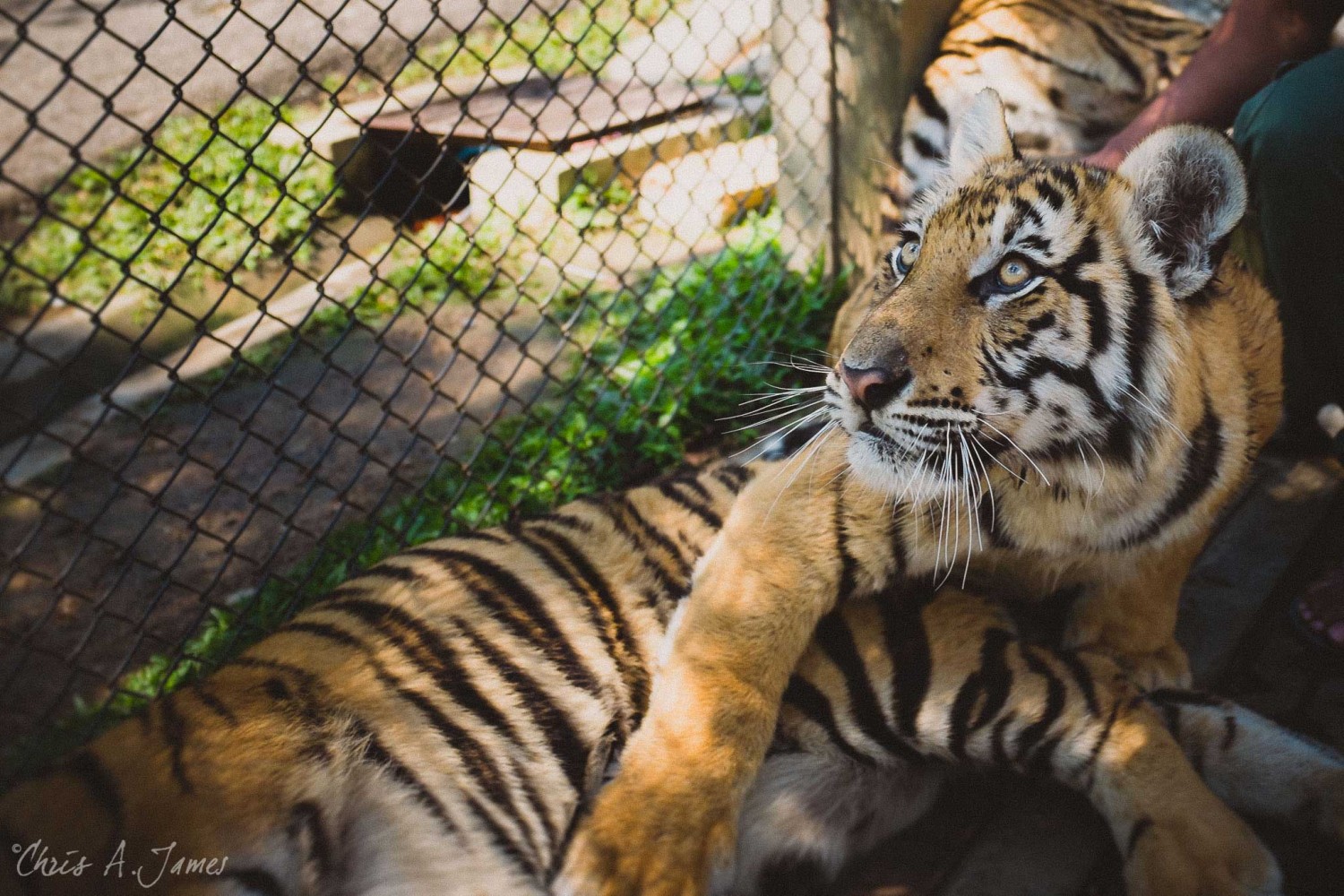 Chaing Mai - Chris A James