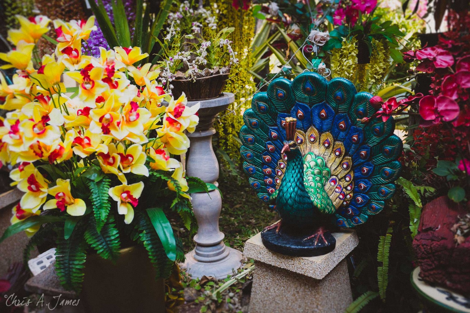 Chaing Mai - Chris A James