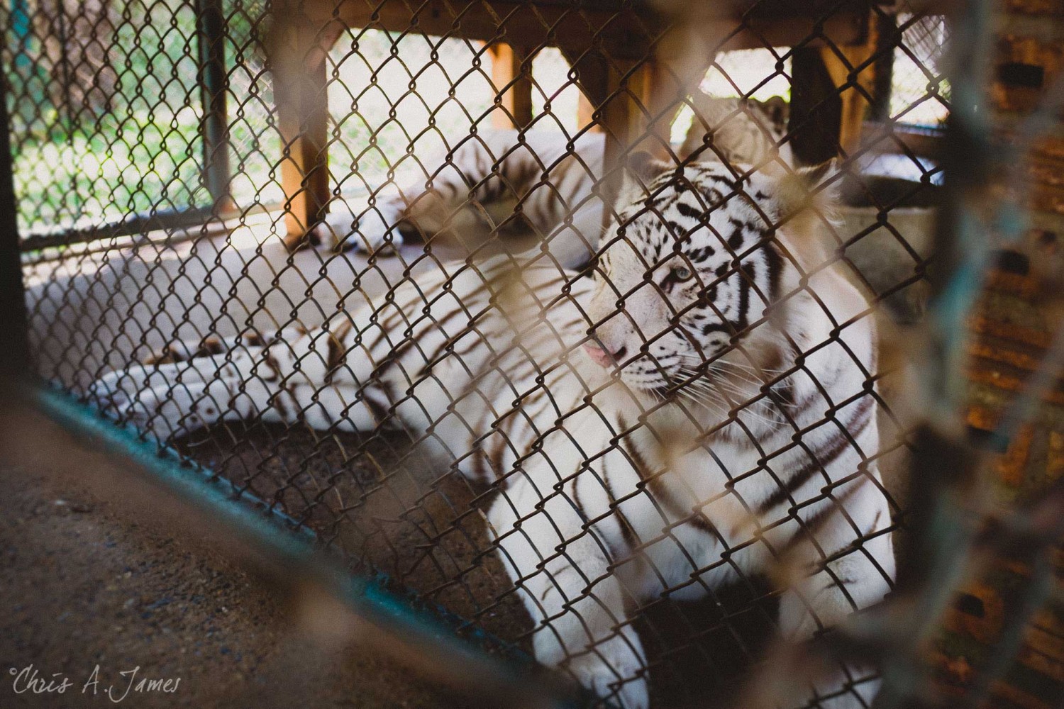 Chaing Mai - Chris A James