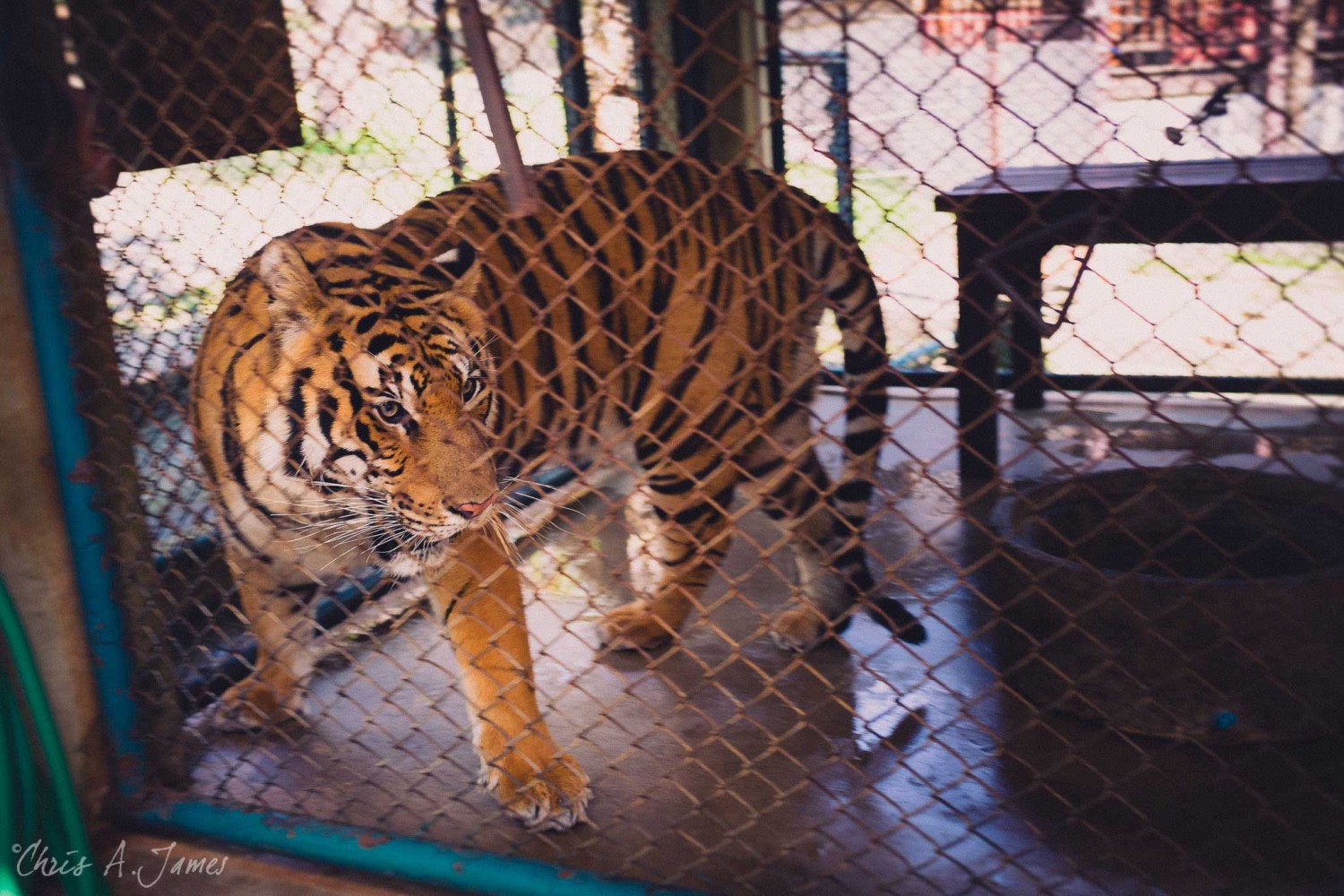 Chaing Mai - Chris A James