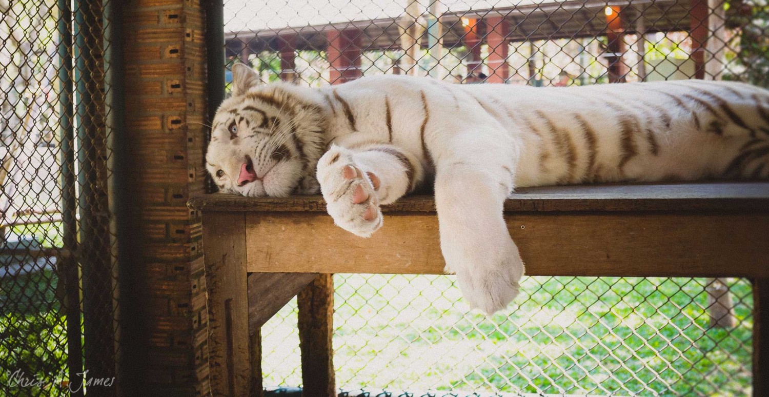 Chaing Mai - Chris A James